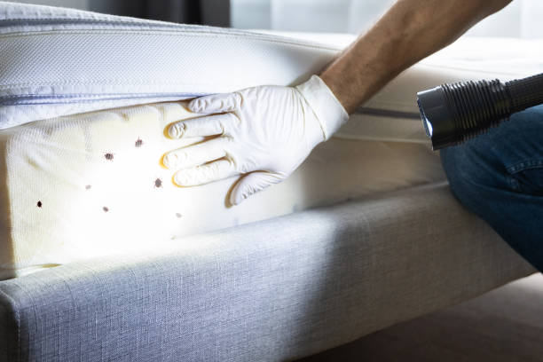 Best Wasp Removal Services  in Pleasant View, TN