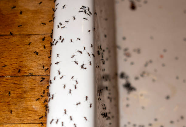 Best Ant Control Services  in Pleasant View, TN